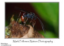 Ichneumonid wasp